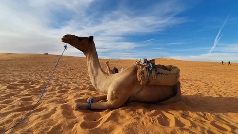 Camel Winting To Be Ridden In Desert Sahara of Algeria Stock Footage 129692002