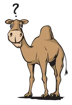 Camel-wondering Stock Illustration