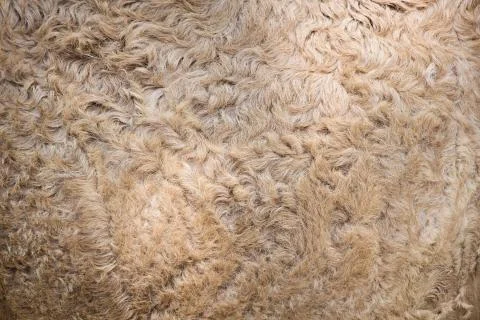 Camel wool texture Foto stock