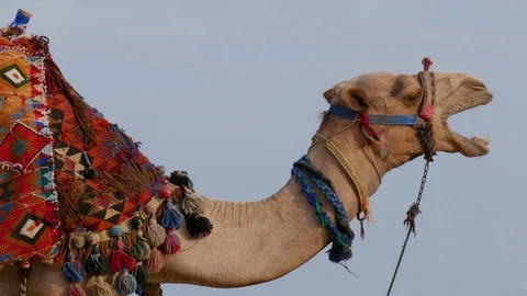 Camel yawn Stockbeeldmateriaal 119796317