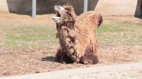 Camel yawning Video stock 26176164