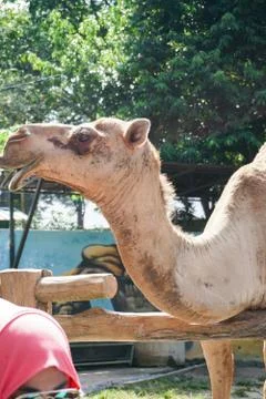 Camel in a zoo captivity - image Stock Photos