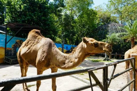 Camel in a zoo captivity - image Foto stock