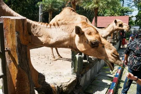 Camel in a zoo captivity Stock Photos