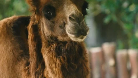 Camel in the zoo with close up scene Video stock 203162247