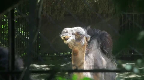 Camel at the Zoo Stock Footage 59906886