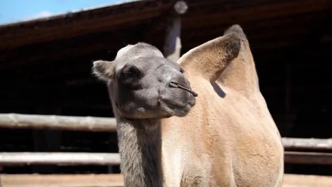 Camel in Zoo Stock Footage 72079103