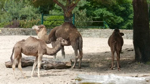 Camel In The Zoo Stock Footage 78146383