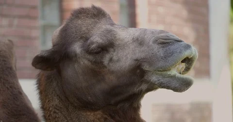 Camel in zoo Video stock 85743924