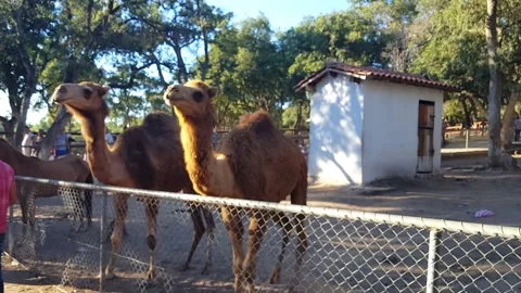 Camel at the Zoo Stockbeeldmateriaal 137876754