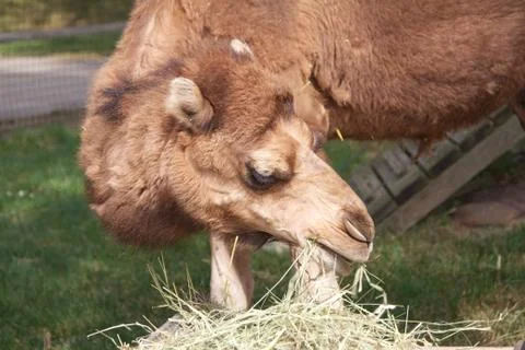 Camel in zoo Stock Photos
