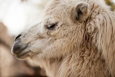 Camel in the zoo Stock Photos