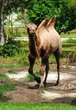 Camel in the zoo Stockfoto's