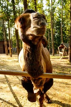 Camel at the zoo Stock Photos