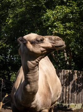 A camel in the zoo. Stock Photos