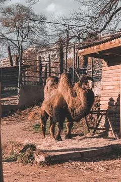 Camel in the zoo Foto stock