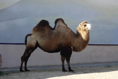 Camel at the zoo Foto stock