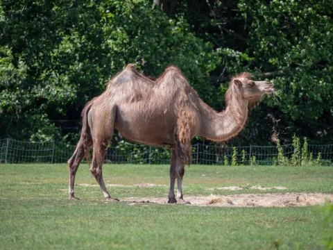 Camel in a Zoo (Tierpark Berlin) Stock Photos