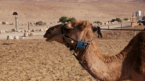 Camel zoom out Stock Footage 102617497