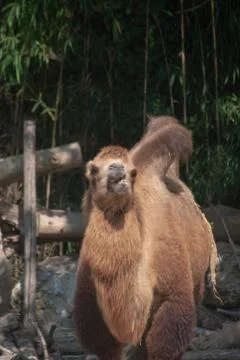 Camel01 库存照片