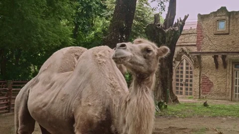 The camel&amp;#039;s face looks close up Stock Footage 325416493