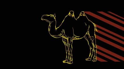 Camel1 Stock Footage 153460554