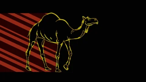 Camel2 Stock Footage 153460564