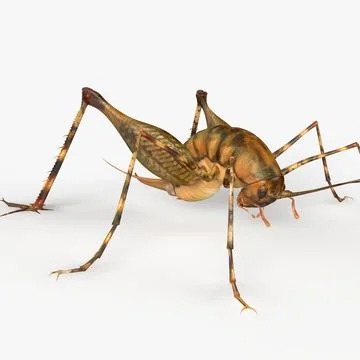 Camelback Cricket 3D Model