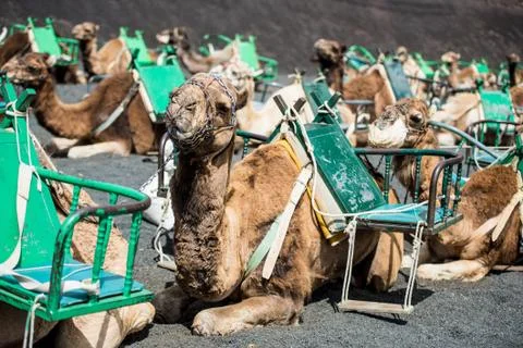 Camelcade on Lanzarote Stock-Fotos