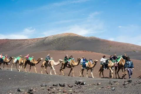 Camelcade on Lanzarote Stock Photos