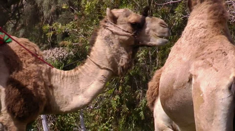 Cameleer Stock Footage 1807234