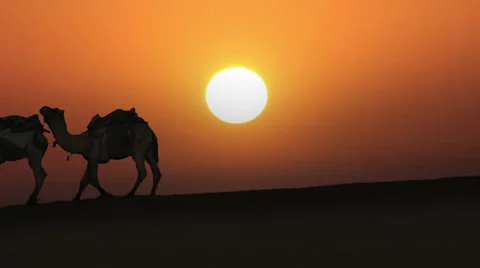 Cameleers leading caravan of camels in desert - silhouette against sunset Stock Footage