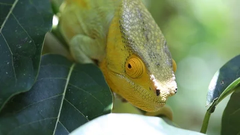 Caméléon 1 Stock Footage 110279918