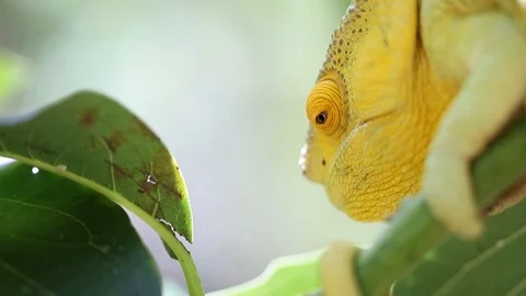 Cameleon 2 Stock Footage 110433607