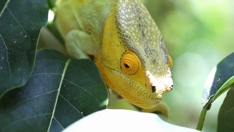 Cameleon 2 reupload Stock Footage 110734831