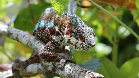 Cameleon 4 Stock Footage 110434447