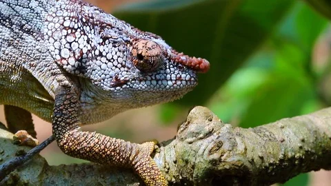 Cameleon 5 Stock Footage 110435200