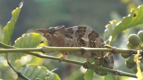 Cameleon on branch Stock Footage 1807676