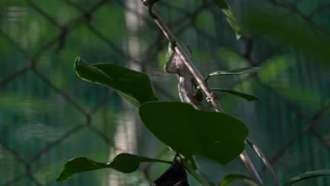 Cameleon Climbing On a Branch Stock Footage 137787084