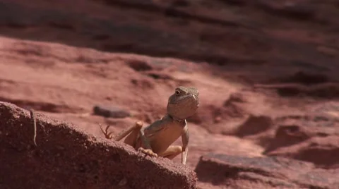 Cameleon close Stock Footage 8760330