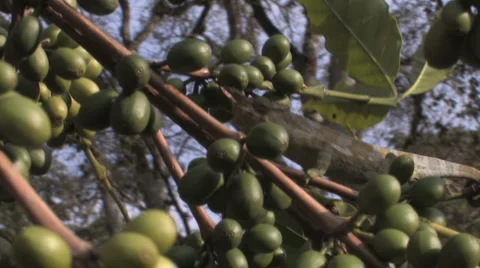 Cameleon crawls up branch Stock Footage 1807559