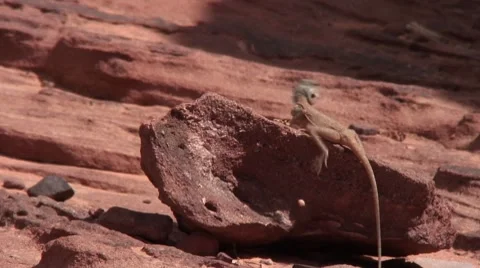 Cameleon Stock-Footage 8760544