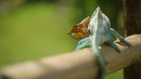 Cameleon Madagascar Stock Footage 88713490