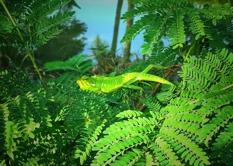 Cameleon Stock Photos