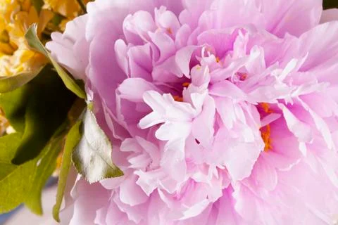 Camelia in close up Stock Photos