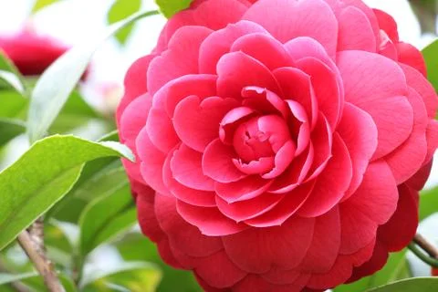 Camelia flower Stock Photos