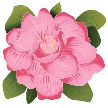 Camelia Vector Flower Drawing and Illustration Stock Illustration