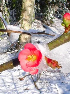 Camelia in Winter Stock Photos