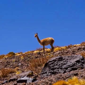 Camelid between mountains leaning over plants in the Atacama Desert Stock Photos