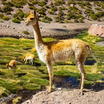 Camelid on a rock looking to the side, are eating plants Stock Photos